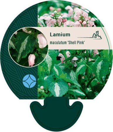 Lamium mac. 'Shell Pink' geen maat specificatie 0,55L/P9cm