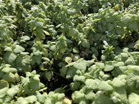 Lamium mac. 'White Nancy' geen maat specificatie 0,55L/P9cm - afbeelding 1