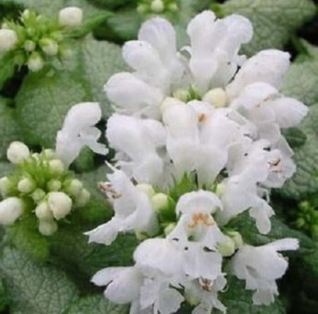 Lamium mac. 'White Nancy' geen maat specificatie 0,55L/P9cm - afbeelding 4