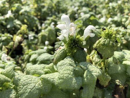 Lamium mac. 'White Nancy' geen maat specificatie 0,55L/P9cm - afbeelding 2