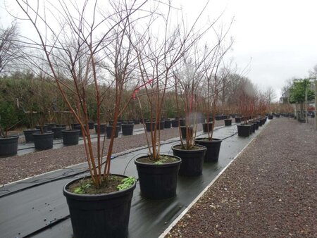 Lagerstroemia 'Natchez' 175-200 cm cont. 90L meerstammig - afbeelding 1