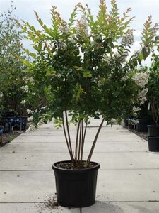 Lagerstroemia 'Natchez' 175-200 cm cont. 90L meerstammig - afbeelding 3