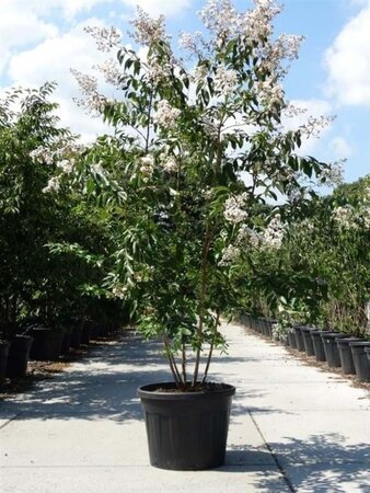 Lagerstroemia 'Natchez' 200-250 cm cont. 90L meerstammig - afbeelding 1