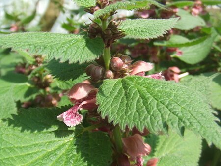 Lamium orvala geen maat specificatie 0,55L/P9cm - afbeelding 1