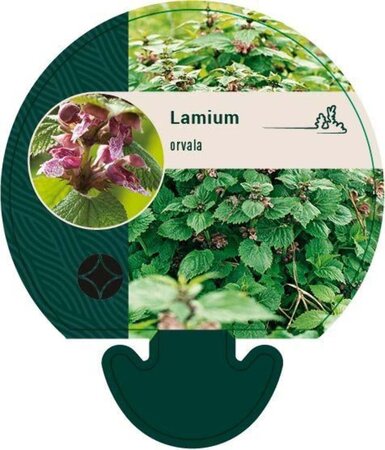 Lamium orvala geen maat specificatie 0,55L/P9cm - afbeelding 2