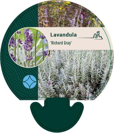 Lavandula 'Richard Gray' geen maat specificatie 0,55L/P9cm - afbeelding 1