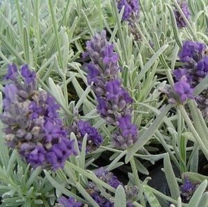 Lavandula 'Richard Gray' geen maat specificatie 0,55L/P9cm - afbeelding 2