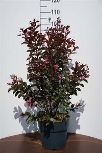 Lagerstroemia Rhapsody in Pink 60-80 cm cont. 10L