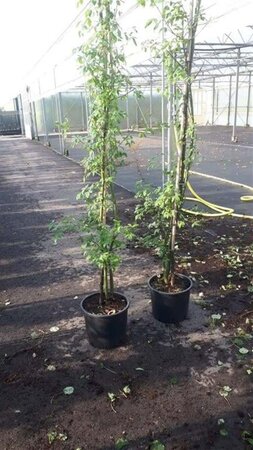 Laburnum wat. 'Vossii' 200-225 cm cont. 15L