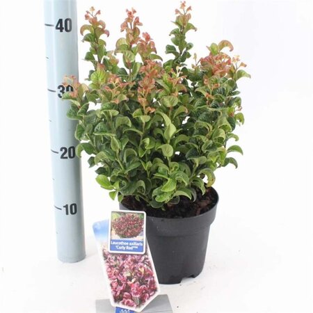 Leucothoe axillaris 'Curly Red' 20-25 cm cont. 2,0L - afbeelding 1