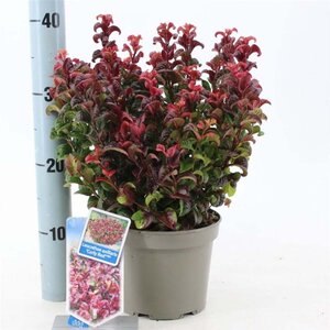 Leucothoe axillaris 'Curly Red' 20-25 cm cont. 2,0L - afbeelding 2