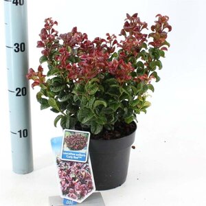 Leucothoe axillaris 'Curly Red' 20-25 cm cont. 2,0L - afbeelding 3