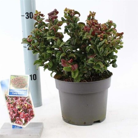 Leucothoe axillaris 'Curly Red' 20-25 cm cont. 2,0L - afbeelding 4