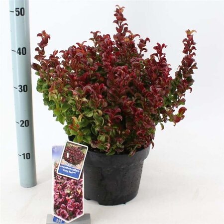 Leucothoe axillaris 'Curly Red' 30-35 cm cont. 5,0L - afbeelding 1