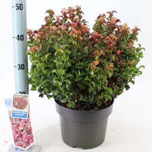 Leucothoe axillaris 'Curly Red' 30-35 cm cont. 5,0L - afbeelding 2