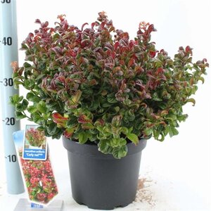 Leucothoe axillaris 'Curly Red' 30-35 cm cont. 5,0L - afbeelding 3