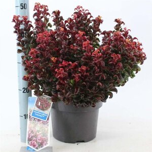 Leucothoe axillaris 'Curly Red' 30-35 cm cont. 5,0L - afbeelding 4