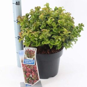 Leucothoe axillaris 'Curly Red' 30-35 cm cont. 5,0L - afbeelding 5