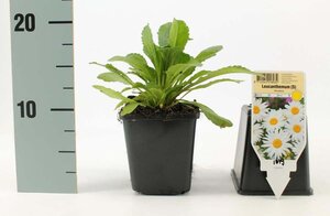 Leucanthemum (S) 'Alaska' geen maat specificatie 0,55L/P9cm - afbeelding 2