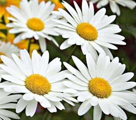 Leucanthemum (S) 'Becky' geen maat specificatie 0,55L/P9cm - afbeelding 1