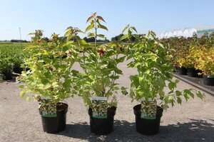 Leycesteria formosa Golden Lanterns 40-50 cm cont. 3,0L