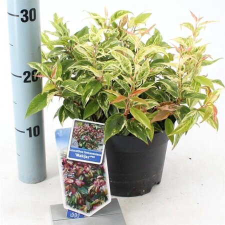 Leucothoe f. 'Makijaz' 20-25 cm cont. 2,0L - afbeelding 1