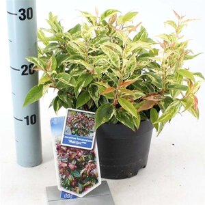 Leucothoe f. 'Makijaz' 20-25 cm cont. 2,0L - afbeelding 1