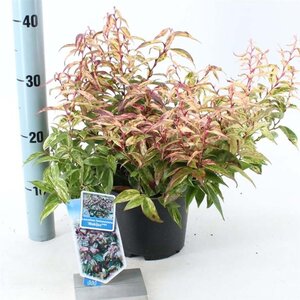 Leucothoe f. 'Makijaz' 20-25 cm cont. 2,0L - afbeelding 2