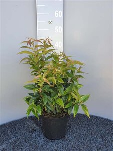 Leucothoe f. 'Rainbow' 30-40 cm cont. 3,0L - afbeelding 2