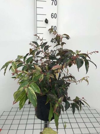 Leucothoe f. 'Rainbow' 40-50 cm cont. 7,5L - afbeelding 1