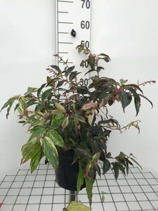 Leucothoe f. 'Rainbow' 40-50 cm cont. 7,5L - afbeelding 1