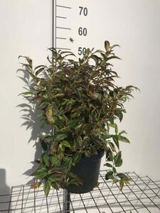 Leucothoe f. 'Rainbow' 40-50 cm cont. 7,5L - afbeelding 2