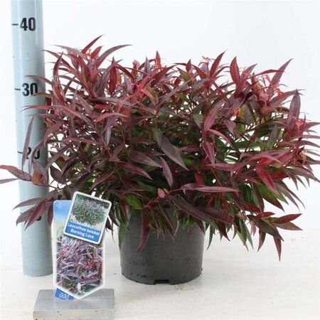 Leucothoe keiskei Burning Love 25-30 cm cont. 2,0L - afbeelding 1