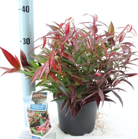 Leucothoe keiskei Burning Love 25-30 cm cont. 2,0L - afbeelding 2