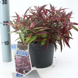 Leucothoe keiskei Burning Love 25-30 cm cont. 2,0L - afbeelding 3