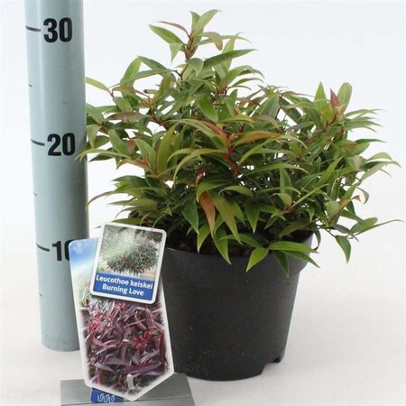 Leucothoe keiskei Burning Love 25-30 cm cont. 2,0L - afbeelding 4