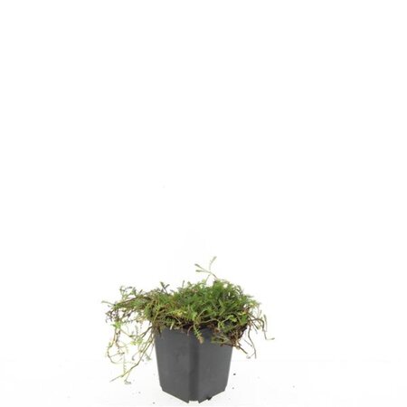 Leptinella squalida geen maat specificatie 0,55L/P9cm - afbeelding 3