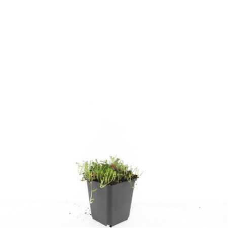 Leptinella squalida geen maat specificatie 0,55L/P9cm - afbeelding 2