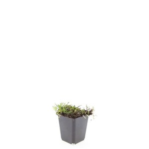 Leptinella squalida geen maat specificatie 0,55L/P9cm - afbeelding 11