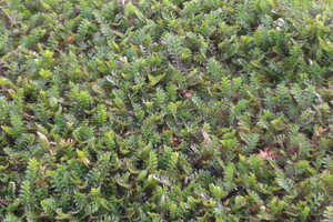 Leptinella squalida geen maat specificatie 0,55L/P9cm - afbeelding 7