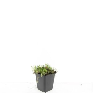 Leptinella squalida geen maat specificatie 0,55L/P9cm - afbeelding 6