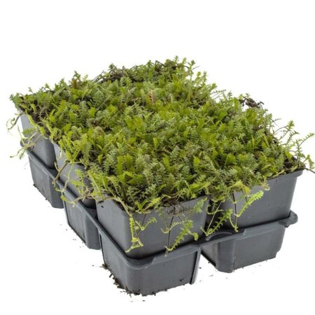 Leptinella squalida geen maat specificatie 0,55L/P9cm - afbeelding 5