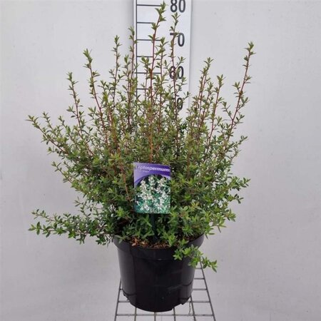 Leptospermum 'Silver Sheen' 40-50 cm cont. 7,5L