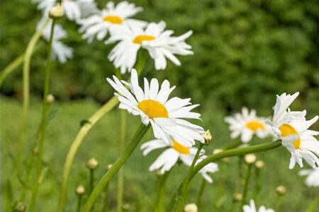 Leucanthemum vulgare 'Maikönigin' geen maat specificatie 0,55L/P9cm - afbeelding 1