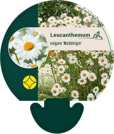 Leucanthemum vulgare 'Maikönigin' geen maat specificatie 0,55L/P9cm - afbeelding 3