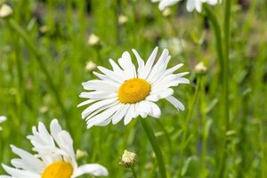 Leucanthemum vulgare 'Maikönigin' geen maat specificatie 0,55L/P9cm - afbeelding 2