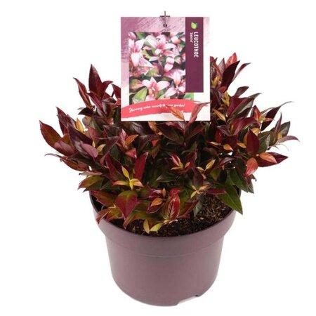 Leucothoe 'Zeblid' 25-30 cm cont. 5,0L