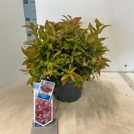 Leucothoe 'Zeblid' 30-40 cm cont. 5,0L - afbeelding 1