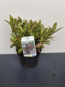 Leucothoe 'Zeblid' geen maat specificatie cont. 2,0L