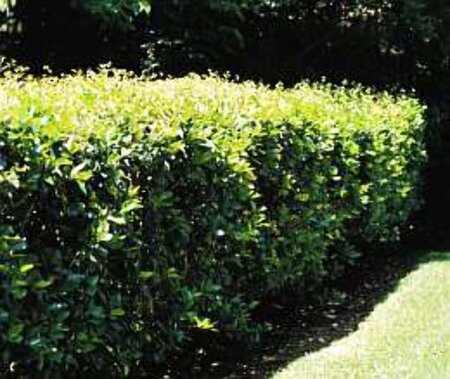 Ligustrum j. Green Century 80-100 cm cont. 5,0L - afbeelding 3